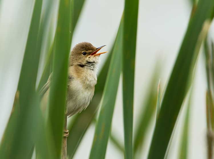 Reed Warbler at Rhos-on-Sea Golf Club