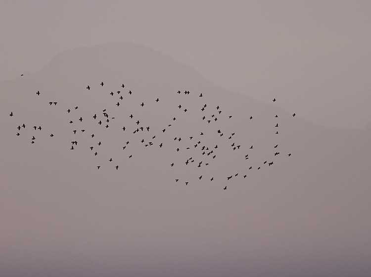 Starling at Rhos-on-Sea Golf Club