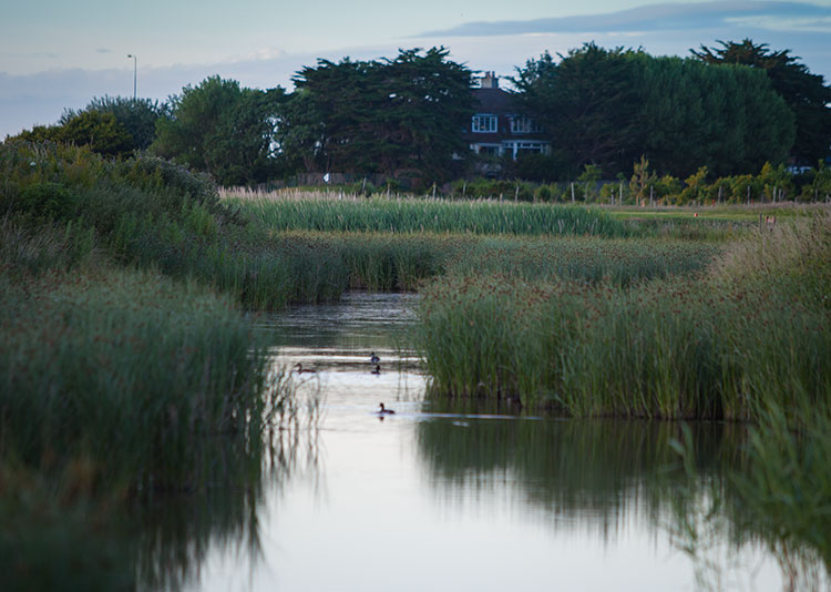 Birds on pond at Rhos-on-Sea Golf Club